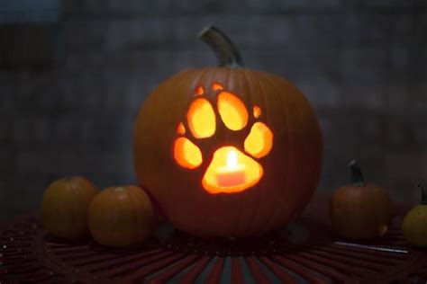 11 creative pumpkins carved to look like wildlife - Cottage Life