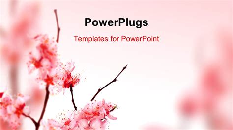 PowerPoint Template: Beautiful spring blossom in pink (27218)