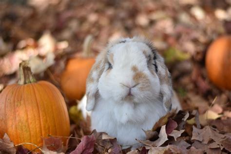 Holland lop bunny in autumn Pumpkin, fall leaves, rabbit, cute, adorable, | Pet bunny, Cute baby ...