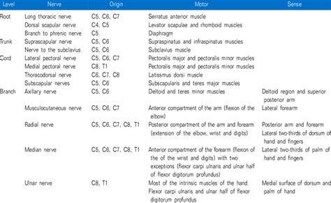 Brachial Plexus Sensory