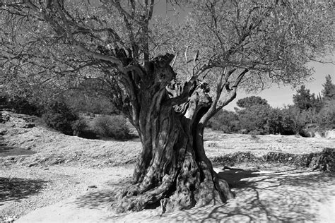 Photo 93 1000 year old Olive Tree Photograph by Lucie Dumas - Pixels