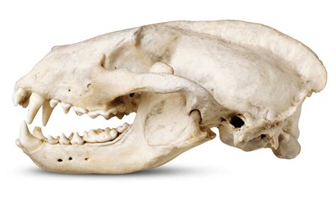 Badger Teeth | Badger Skull Picture | DK Find Out