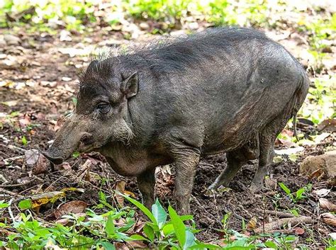 Philippine warty pig - Wikiwand