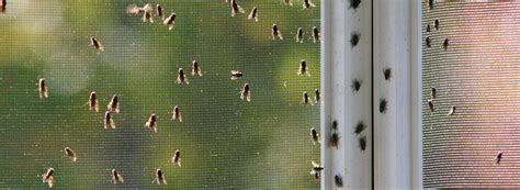 Fly Infestation | Rentokil Pest Control Singapore