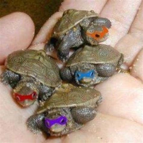 Ninja turtles | Cute turtles, Cute animals, Funny animal pictures