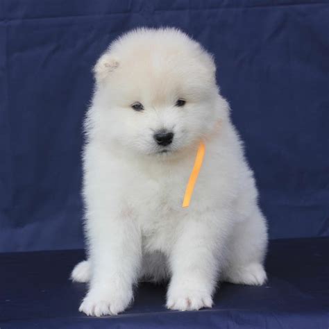 samoyed puppies for sale - Samoyed Puppies For Sale