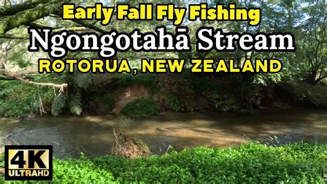 Early Fall Fly Fishing Ngongotaha Stream - YouTube