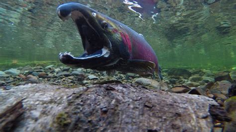 ‘The fish are much, much smaller’: study finds Yukon-Alaska salmon ...