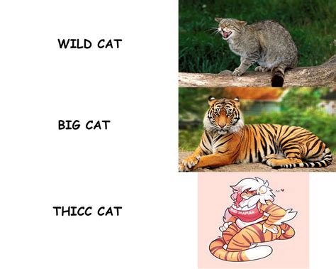 Thicc Cat by CaptainGucci on DeviantArt