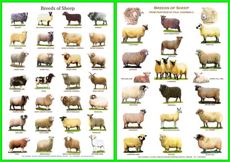 A4 Laminated Posters.Breeds of Sheep 2 different posters