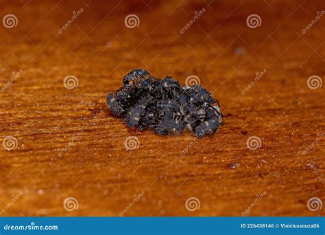 Asian Lady Beetle Larvae stock photo. Image of larvae - 226438146