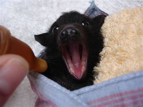 Pin by Anna Marie on Bats in the Belfry | Cute bat, Animals, Baby bats