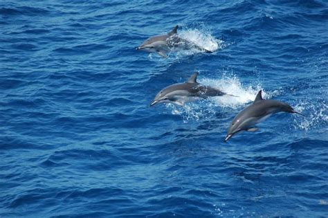 Clymene Dolphin – "OCEAN TREASURES" Memorial Library