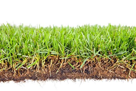 Why, When and How to Dethatch Your Lawn