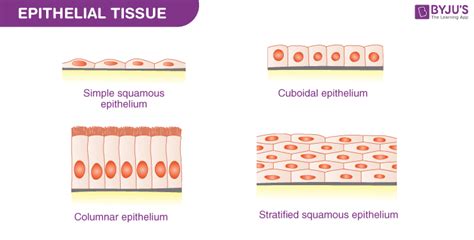 Difference between Simple and Compound Epithelium