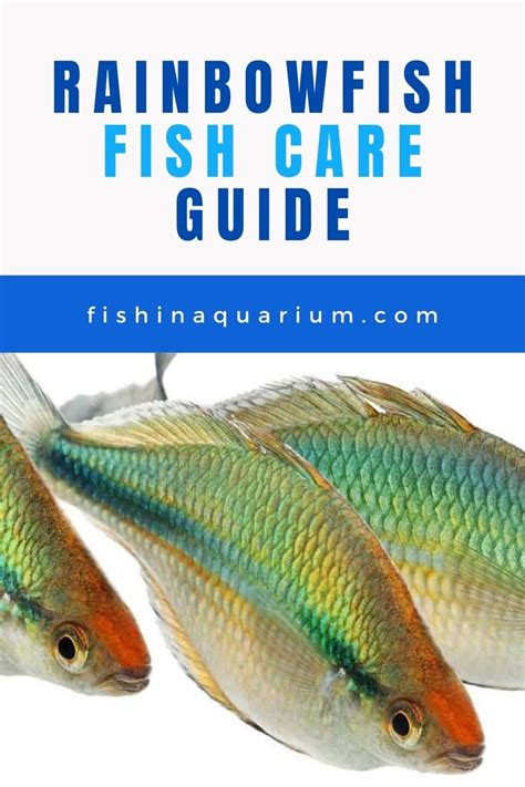 Rainbow Fish Care Guide