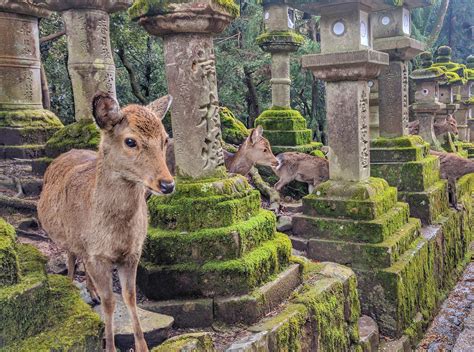 Japan's sacred deer sanctuary of Nara : r/MostBeautiful