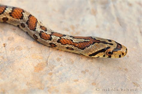 Leopard snake close-up | Zamenis situla (Squamata, Colubrida… | Flickr