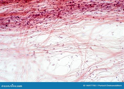 Areolar Connective Tissue Under the Microscope View Stock Illustration - Illustration of layer ...