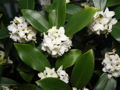 Daphne Plant Care - How To Get Winter Daphnes To Bloom