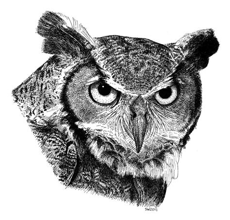 Great Horned Owl Drawing by Scott Woyak