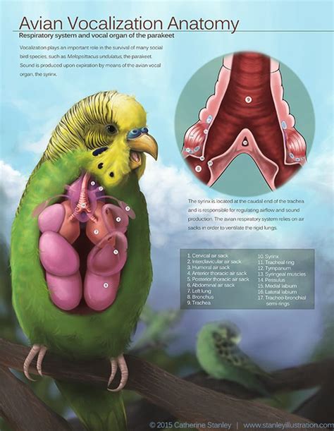 Catherine Stanley Illustration | Pet vet, Anatomy, Pet birds