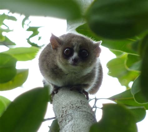 Mouse Lemur | CuteConnoisseur