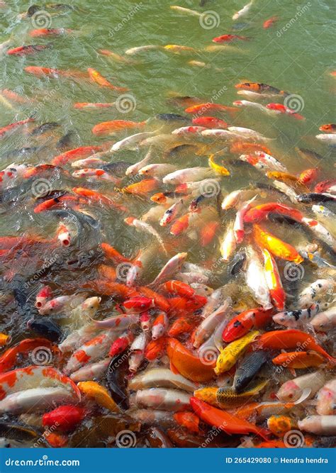 A Collection of Goldfish in a Fish Pond Stock Photo - Image of collection, fish: 265429080