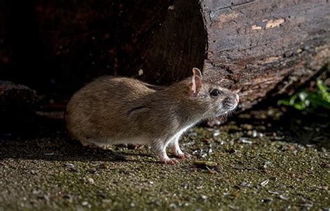 Signs of a Rat Infestation - Classic Pest Control & Insulation