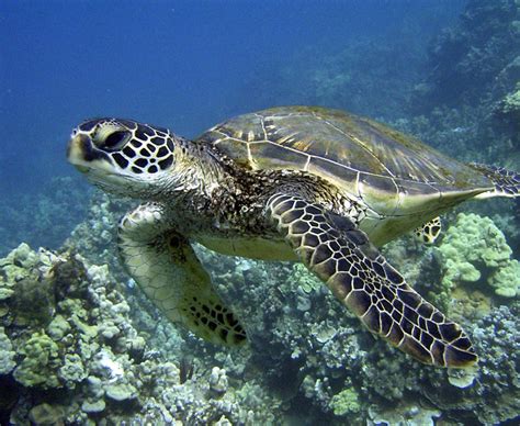 Green Sea Turtles - Hawai'i Wildlife Fund