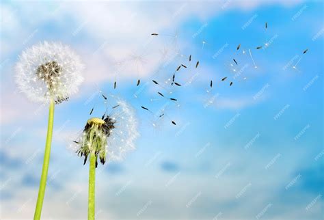 Premium Photo | Dandelion with blowing seeds on background