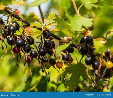 Black Currant Grows on a Bush in the Garden Stock Photo - Image of ...