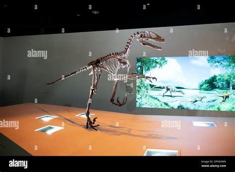 Houston, Texas - April 7, 2023: Dinosaur exhibits at the Houston Museum of Natural Science Stock ...