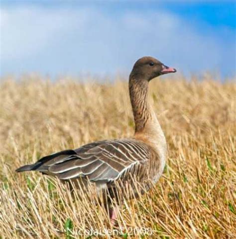 Pink-footed goose images | Birds of India | Bird World