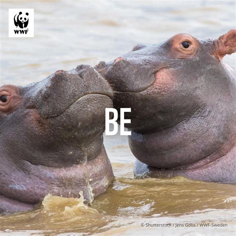 WWF-Philippines on Twitter: "Love comes in many forms 💖 So you can show both your love for your ...