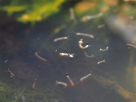 9 Ways To Get Rid of Larvae in Backyard Pond – Liquid Features