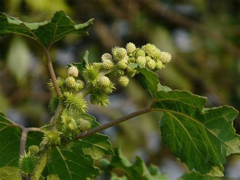 Rough Cocklebur (Invasive Exotic Plants of North Carolina) · iNaturalist