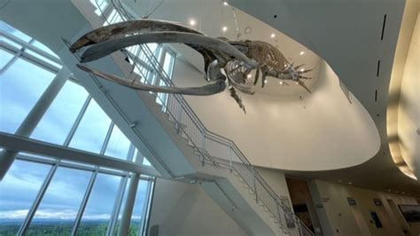 This bowhead whale skeleton display took time, technology and a pandemic