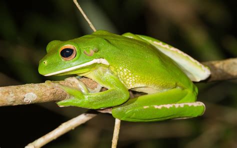 White Lipped Tree Frog Fond d'écran HD | Arrière-Plan | 1920x1200 | ID ...