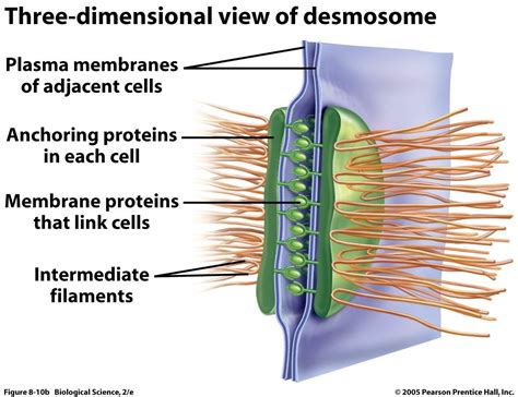 desmosomes - Google Search | Plasma membrane, Cell membrane, Cell organelles