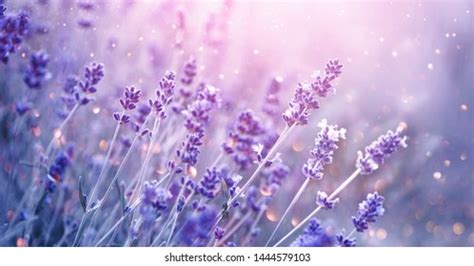 469,975 Lavender Color Images, Stock Photos, and Vectors | Shutterstock