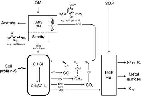 A schematic diagram summarizing geochemical processes linked by ...