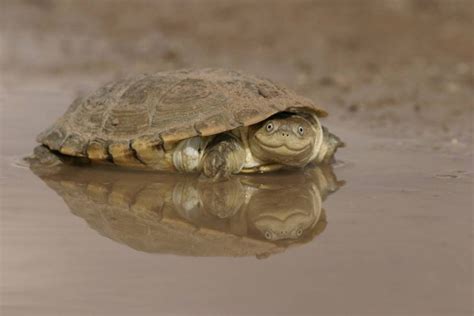 African Helmeted Turtle Smile Photo | One Big Photo