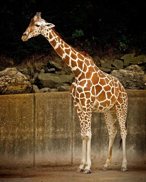 Young Giraffe | Memphis zoo, Zoo giraffe, Giraffe