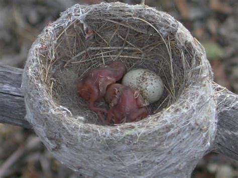 Some Small Willie Wagtail Nest [IMAGE] | EurekAlert! Science News Releases