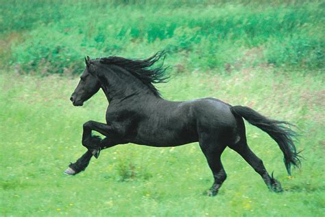 Black horse running Poster | Sold at UKposters