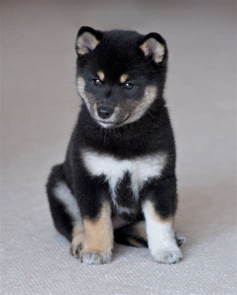 What is The Dog Breed Shiba Inu Puppies? | Pouted Online Magazine ...