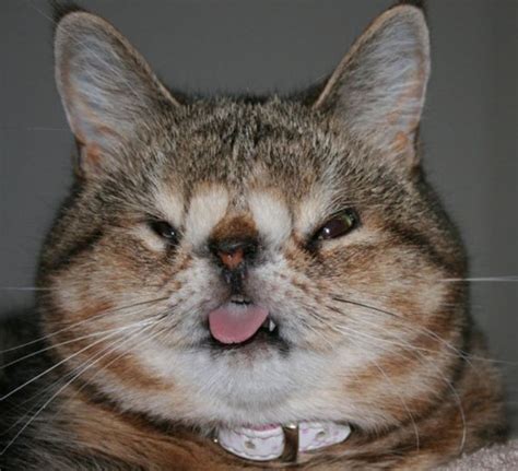Is Quasi the World’s Cutest Ugly Cat? - Catster