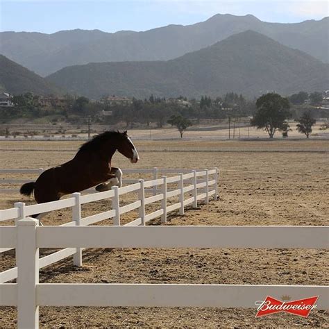 NEW VIDEO FOR SUPER BOWL 2014 Budweiser Clydesdales, Clydesdale Horses ...