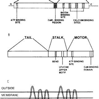 Structural features of different calmodulin-binding proteins ...